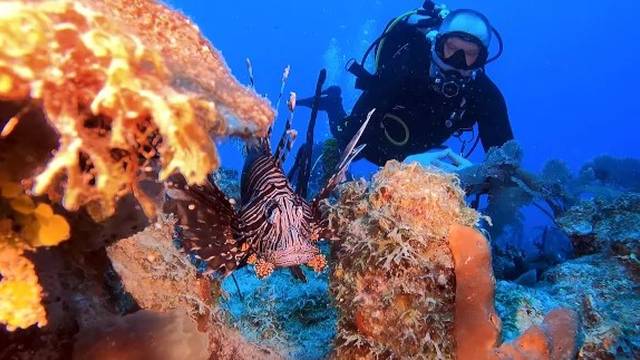 Dive Dominicana - PADI & IANTD Diving center