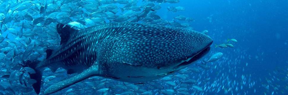 Big Blue Diving Khao Lak