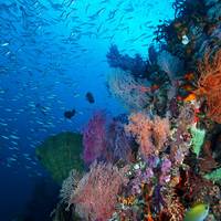 Raya Divers Co, Ltd.
