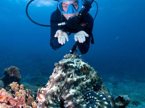Princess Divers - Scuba Diving Phi Phi Island