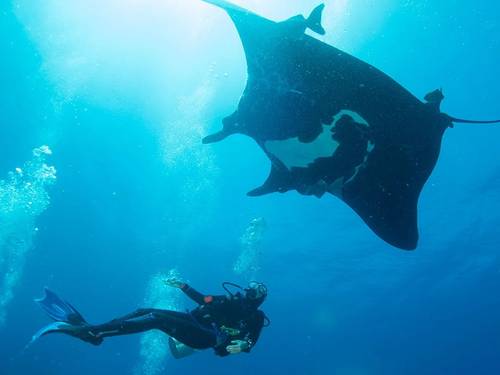 Silent World Divers