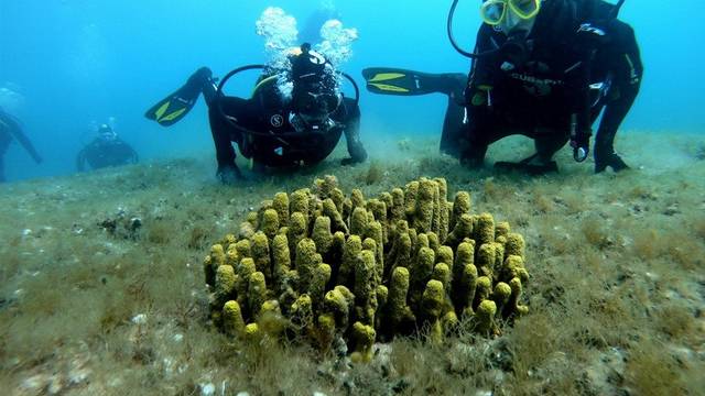 Go Scuba Diving
