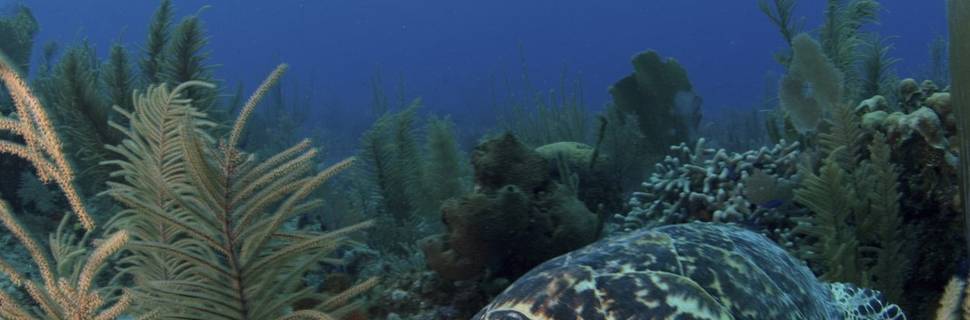 All Divers l Diving in Hurghada