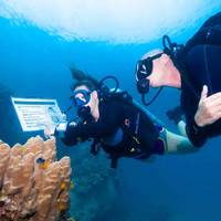 Roctopus™ | Koh Tao Diving Center