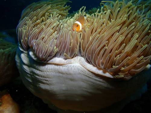 Nirwana Gardens Dive Centre
