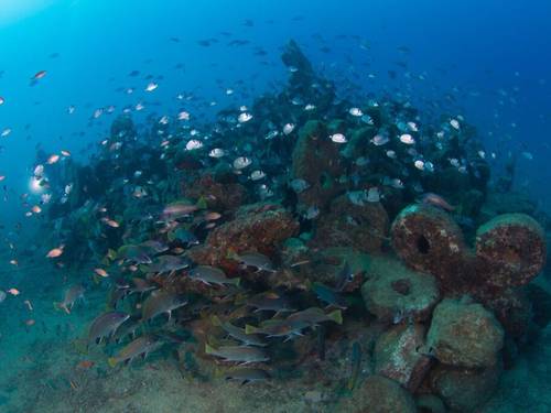 M. Rota diving