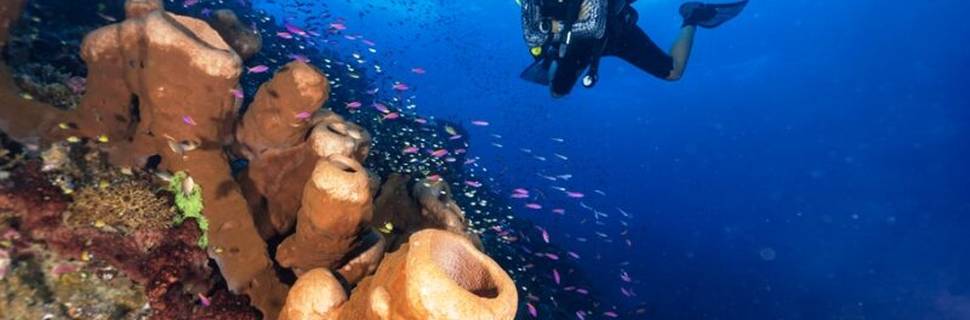 Sanctum Dive - Nusa Penida - Bali Diving, Manta diving, Mola Mola