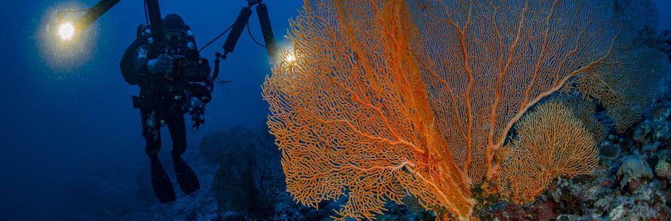 TGI Diving Gorgonia Beach
