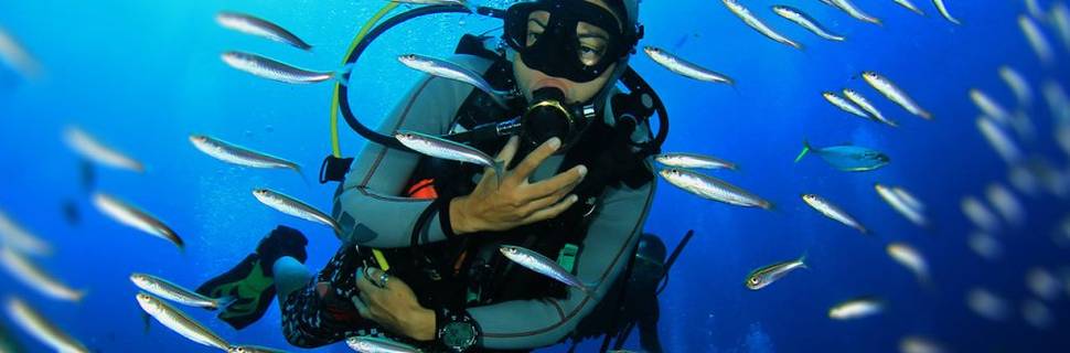 Gold Coast Dive Adventures