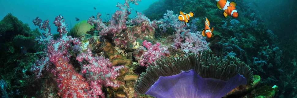 SSS Phuket