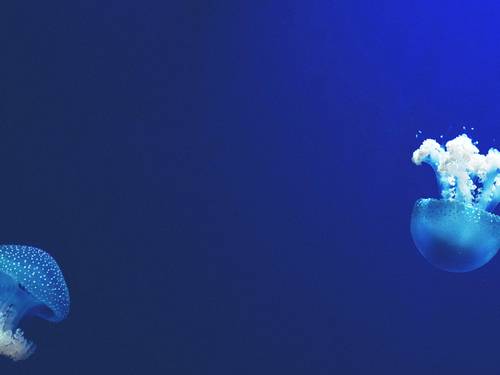 Dive Cabarete