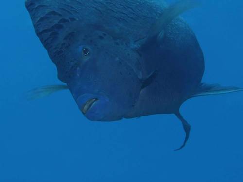 Red Sea Diving College