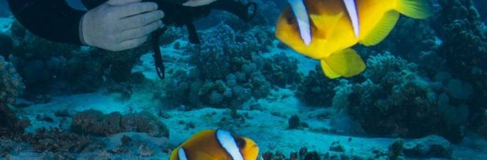 Aqua Sharm DC