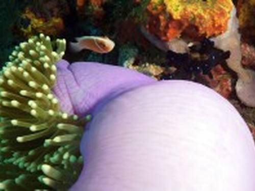 Paradise Diving Indonesia