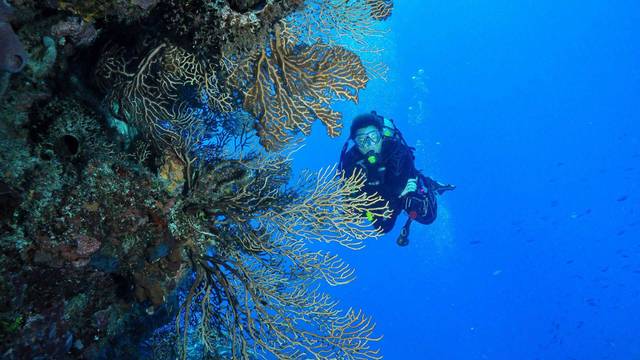 Punta Cana Scuba Diving By El Tour Caribe and Bayahibe