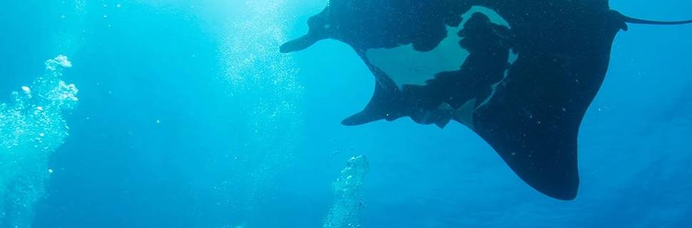 Silent World Divers