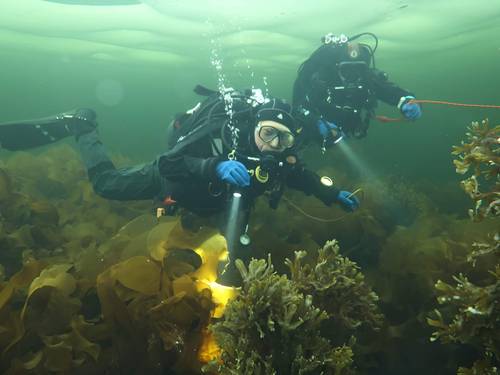 White Seal