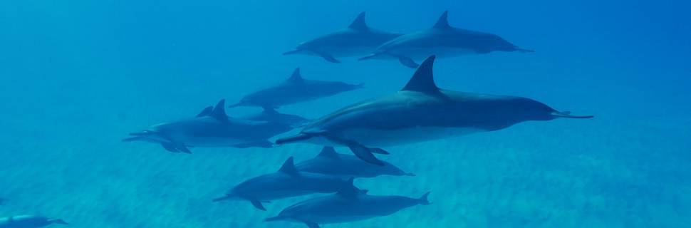 D-trip