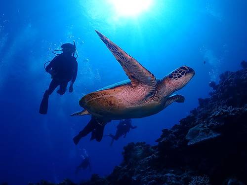 Craft Dive