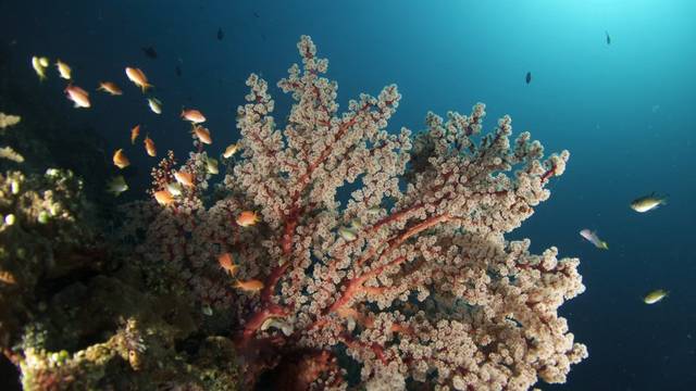 Amed White Sand Divers - PADI 5 Star resort