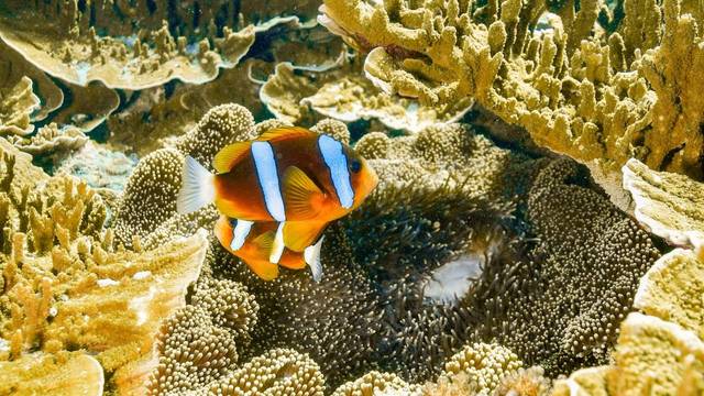 Reef Magic Cruises