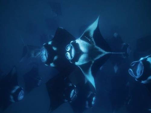 Manta Nomad Divers