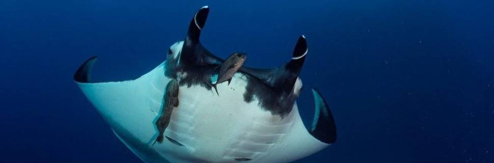 Dive Ninja Expeditions