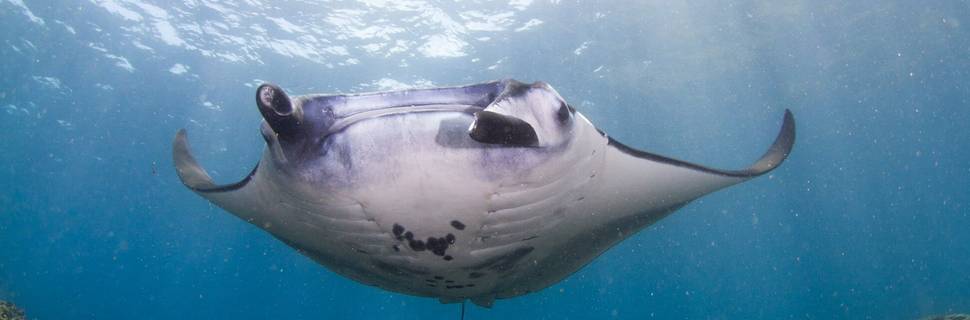 Purple Dive Penida