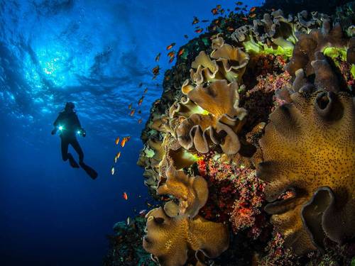 Deep Blue Dive Seafari