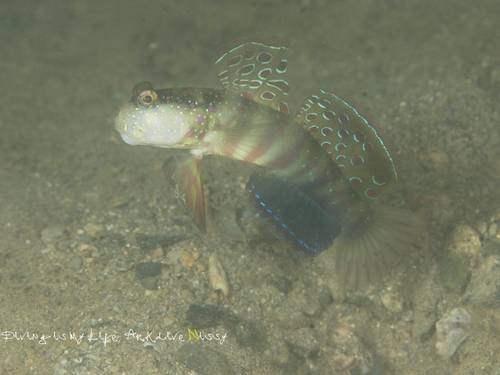Ark Dive