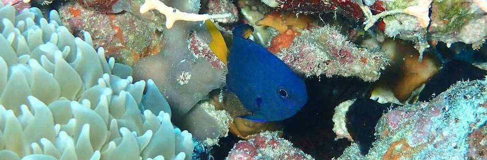 The Nautilus Dive Centre