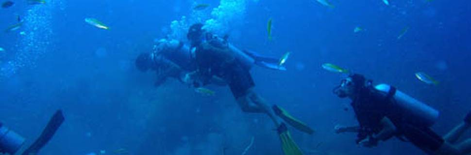 Turtle Bay Divers