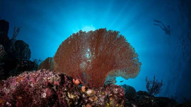 Baja Underwater Expeditions – Ocean Safari & Dive Center La Ventana