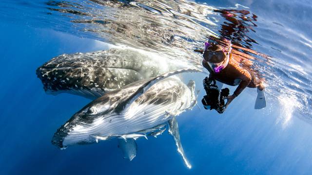 Humpback Swims Vava'u, Tonga