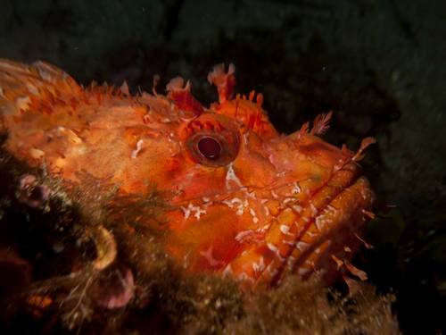 Ventotene Diving Academy