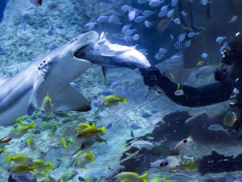Aquarium Shark Dive