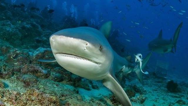 Beqa Adventure Divers Ltd