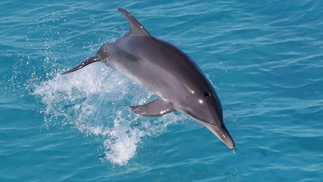 Dolphin Dream