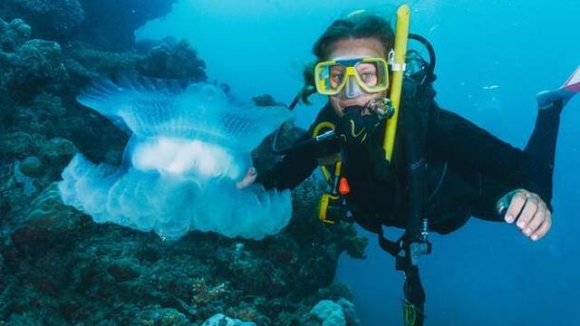 Reef Divers