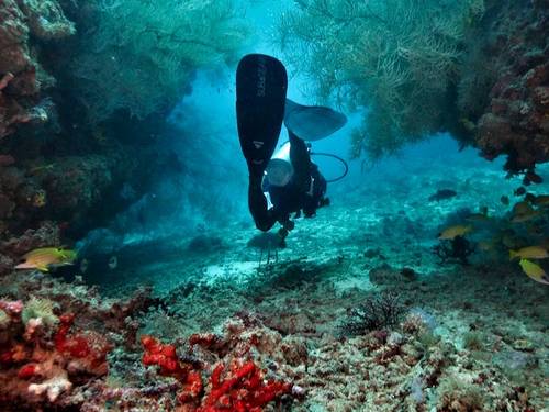 Best Dives Bodufushi
