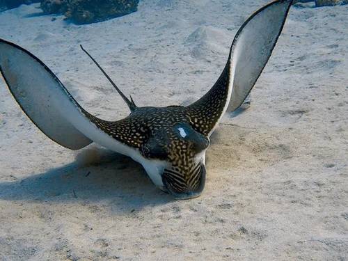 Aquarius Diving Club -Coral Beach