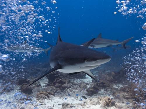 Sun Divers Roatan