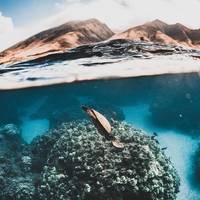 Maui Dive Shop