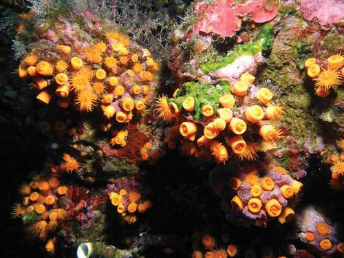 La Perla Nera Diving