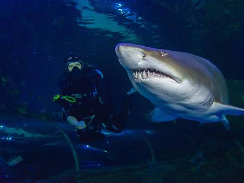 Blue Planet Aquarium