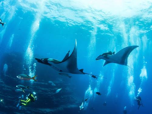Zihuatanejo Dive Center