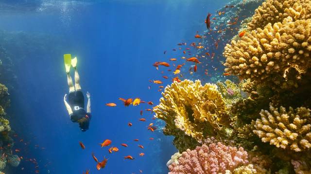 Daniela Diving Center