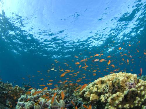 Nautilus Scuba Diving Centre