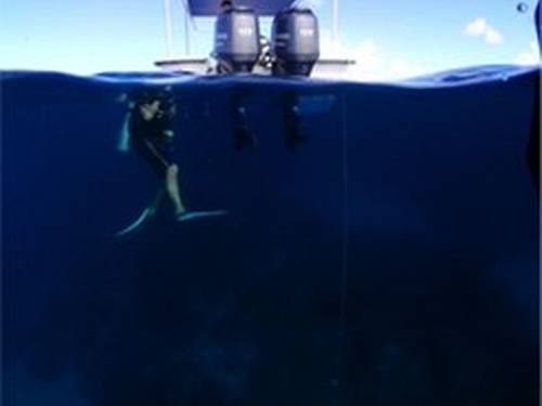 Blue Water Divers