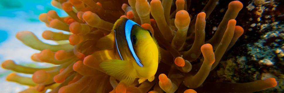 Blue Brothers Diving
